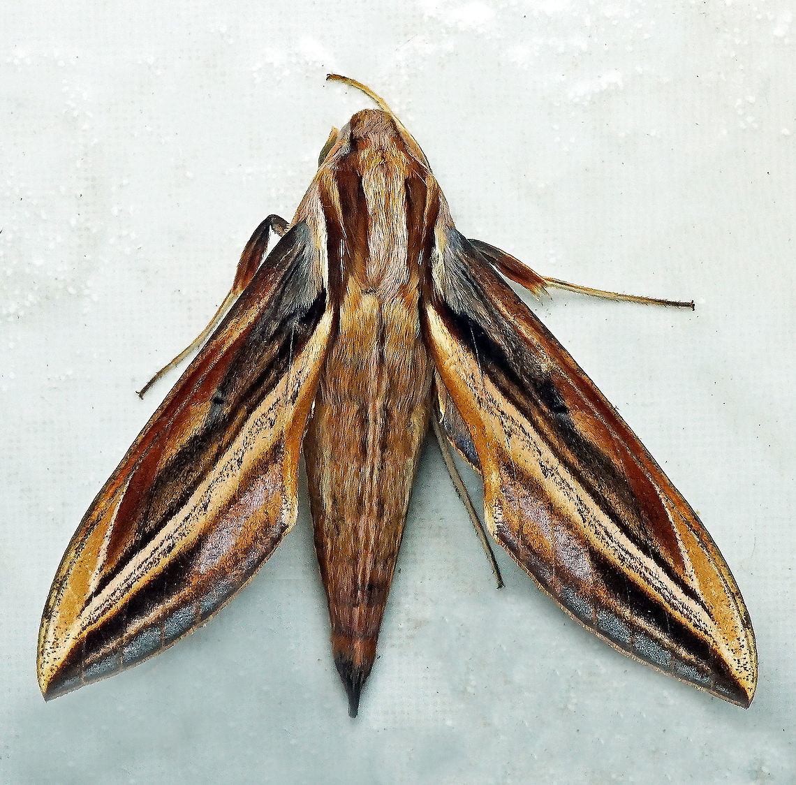 Xylophanes pyrrhus Dapa, Vall Del Cauca 2100m Xylophanes pyrrhus