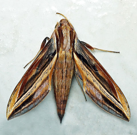 Xylophanes pyrrhus Dapa, Vall Del Cauca 2100m Xylophanes pyrrhus