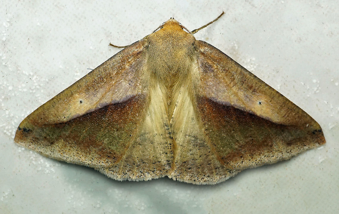 Bassania sp. Dapa, Valle Del Cauca 2100m