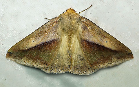 Bassania sp. Dapa, Valle Del Cauca 2100m