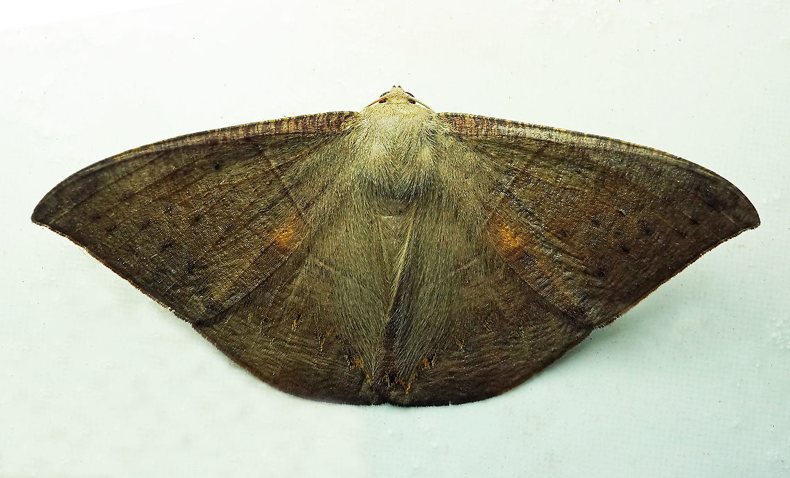 #172 Dapa, Valle Del Cauca 2100m