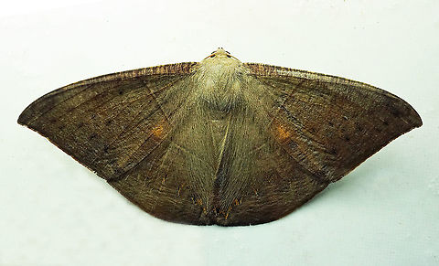 #172 Dapa, Valle Del Cauca 2100m