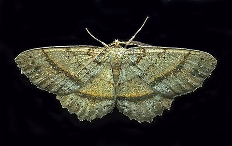 #173 Dapa, Valle Del Cauca 2100m