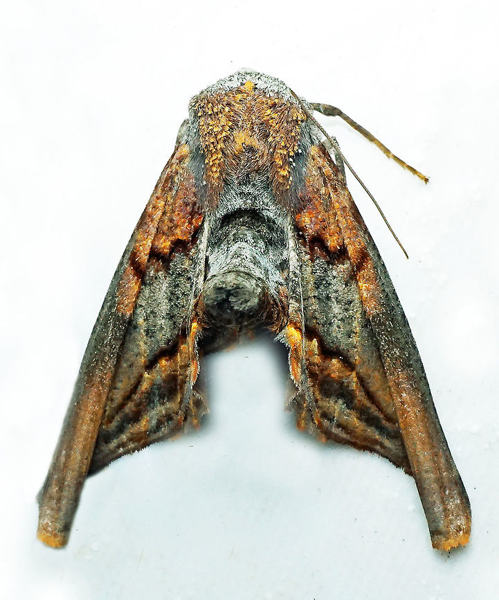 Pero sp. Dapa, Valle Del Cauca 2100m