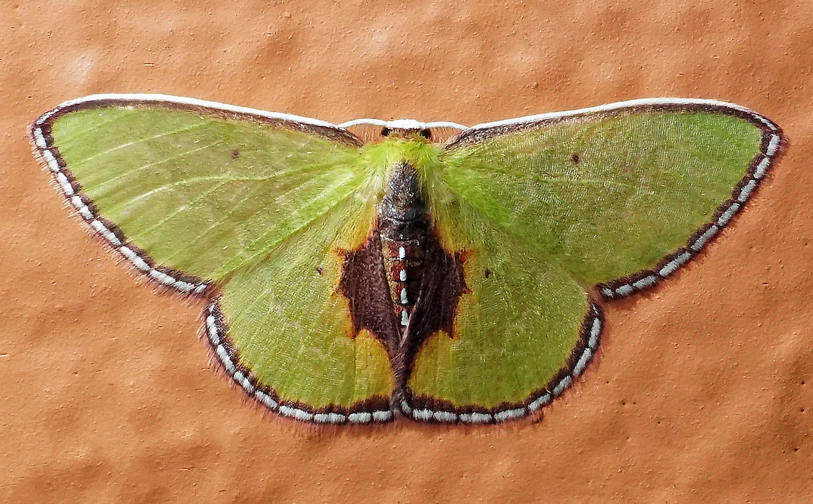 Synchlora astraeoides Dapa, Valle Del Cauca 2100m Synchlora astraeoides