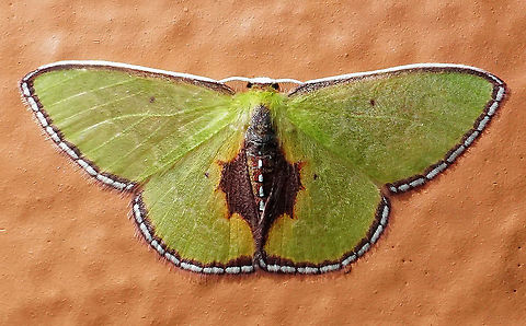 Synchlora astraeoides Dapa, Valle Del Cauca 2100m Synchlora astraeoides