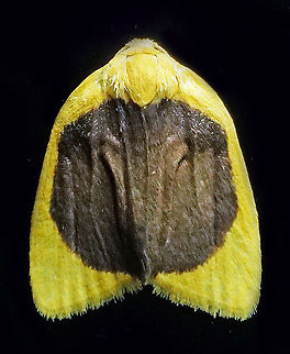 Pronola magniplaga Dapa, Valle Del Cauca 2100m Pronola magniplaga