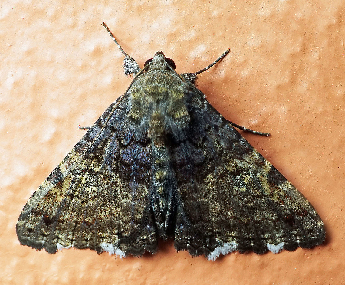 Metalectra sp. Dapa, Valle Del Cauca 2100m