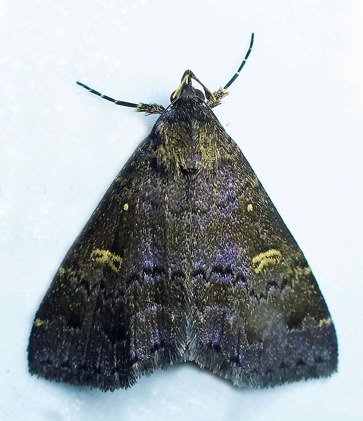 Tetanolita mynesalis Dapa, Valle Del Cauca 2100m Smoky Tetanolita Moth,Tetanolita mynesalis