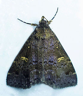 Tetanolita mynesalis Dapa, Valle Del Cauca 2100m Smoky Tetanolita Moth,Tetanolita mynesalis