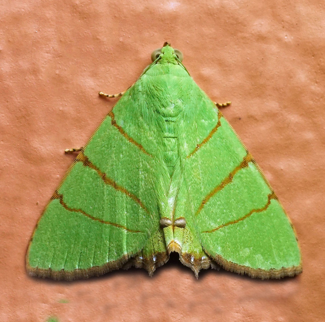 Eulepidotis folium Dapa, Valle Del Cauca 2100m Eulepidotis folium