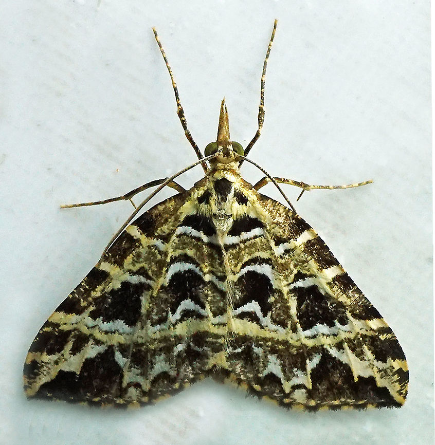 #178 Dapa, Valle Del Cauca 2100m