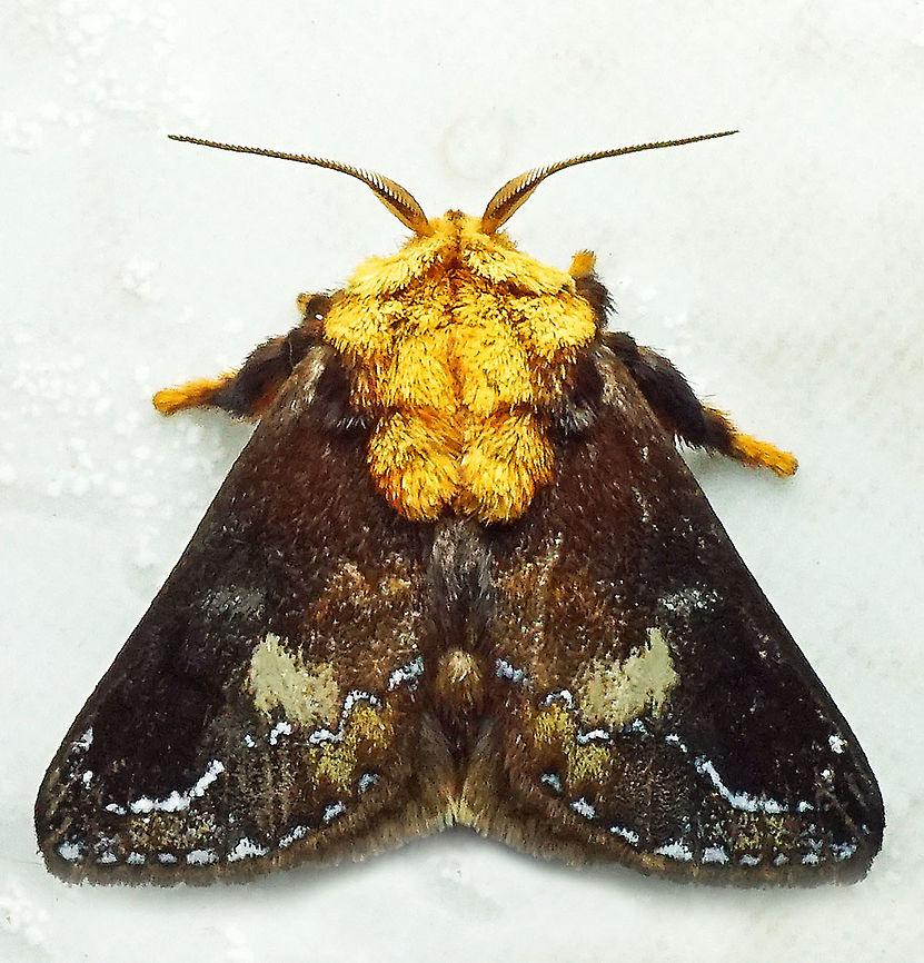 Miresa clarissa Dapa, Valle Del Cauca 2100m Miresa clarissa