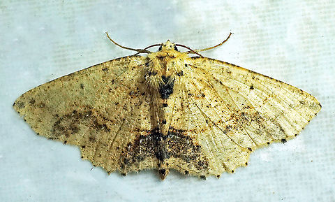 Isochromodes granula dapa, Valle Del Cauca 2100m Isochromodes granula