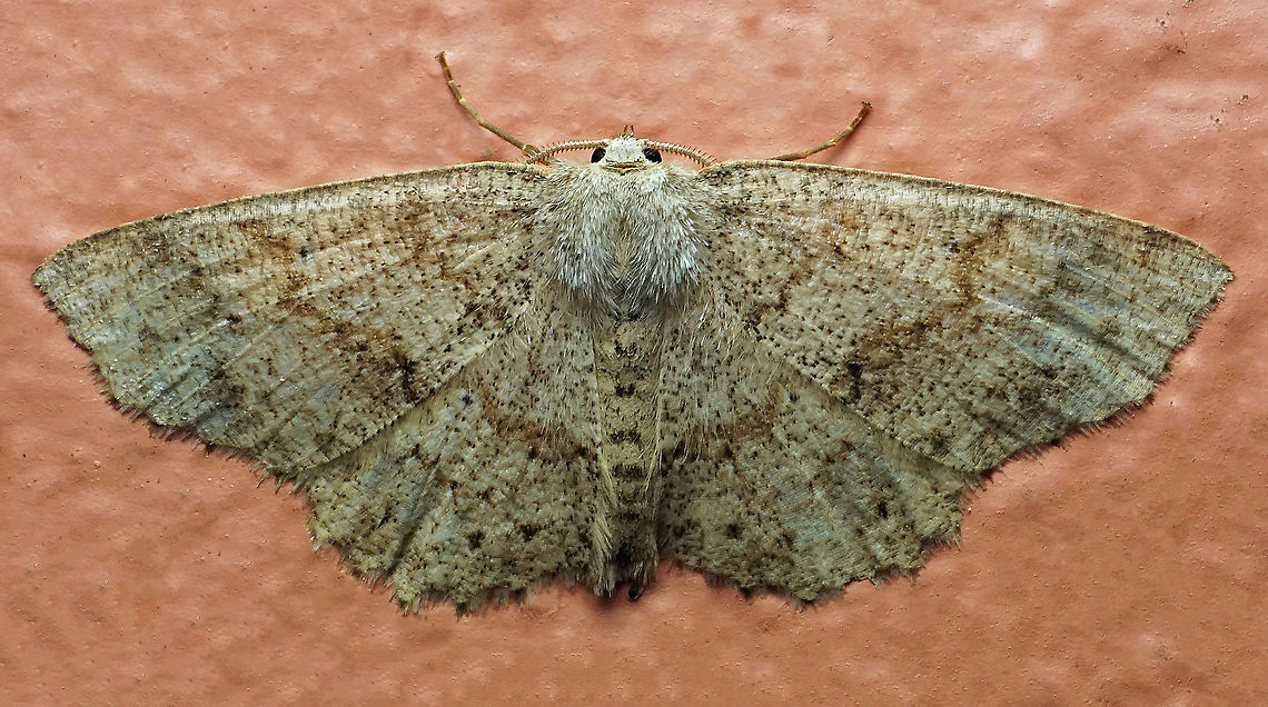 #182 Dapa, Valle Del Cauca 2100m