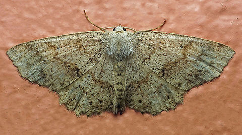 #182 Dapa, Valle Del Cauca 2100m