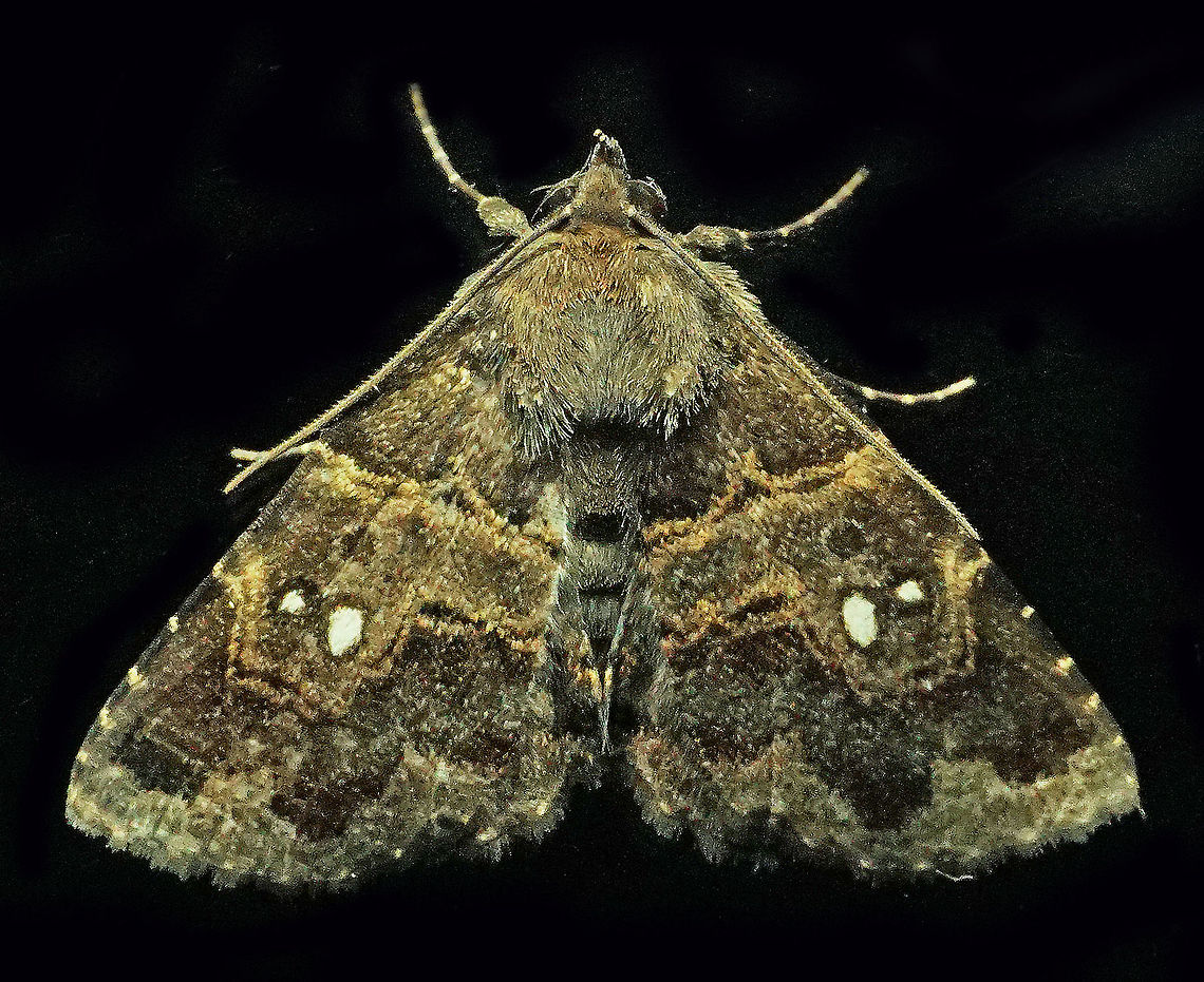 #179 Dapa, Valle Del Cauca 2100m