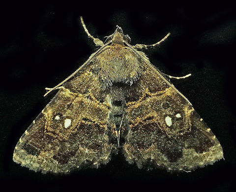 #179 Dapa, Valle Del Cauca 2100m