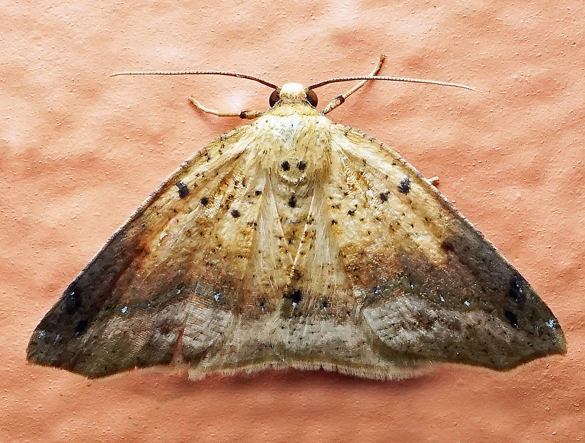 #181 Dapa, Valle Del Cauca 2100m