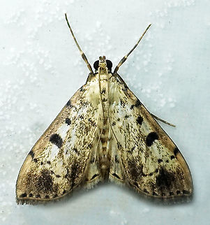 #183 Dapa, Valle Del Cauca 2100m