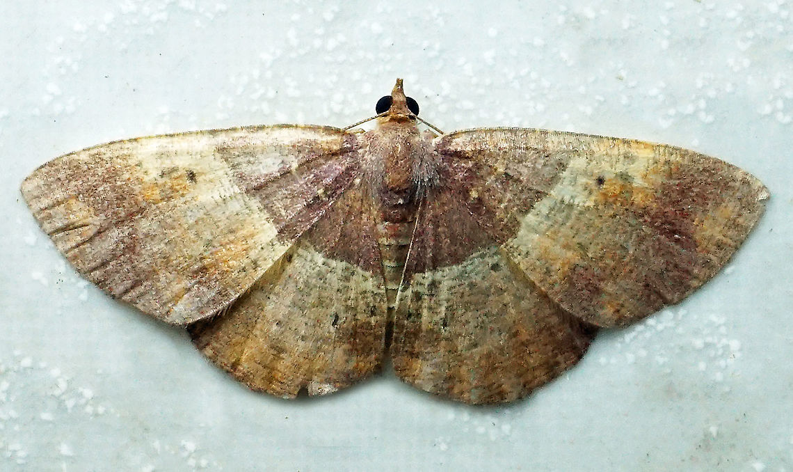 #184 Dapa, Valle Del Cauca 2100m