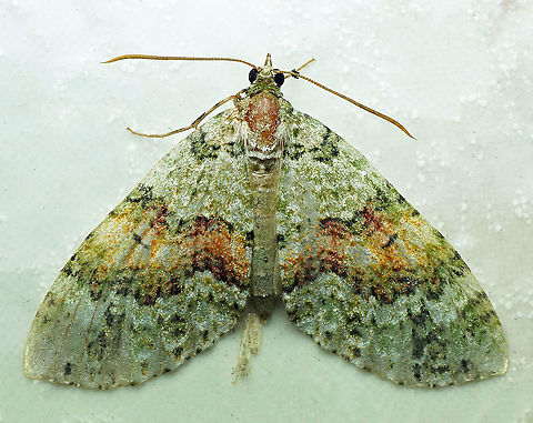 Xanthorhoe sp. Dapa, Valle Del Cauca 2100m