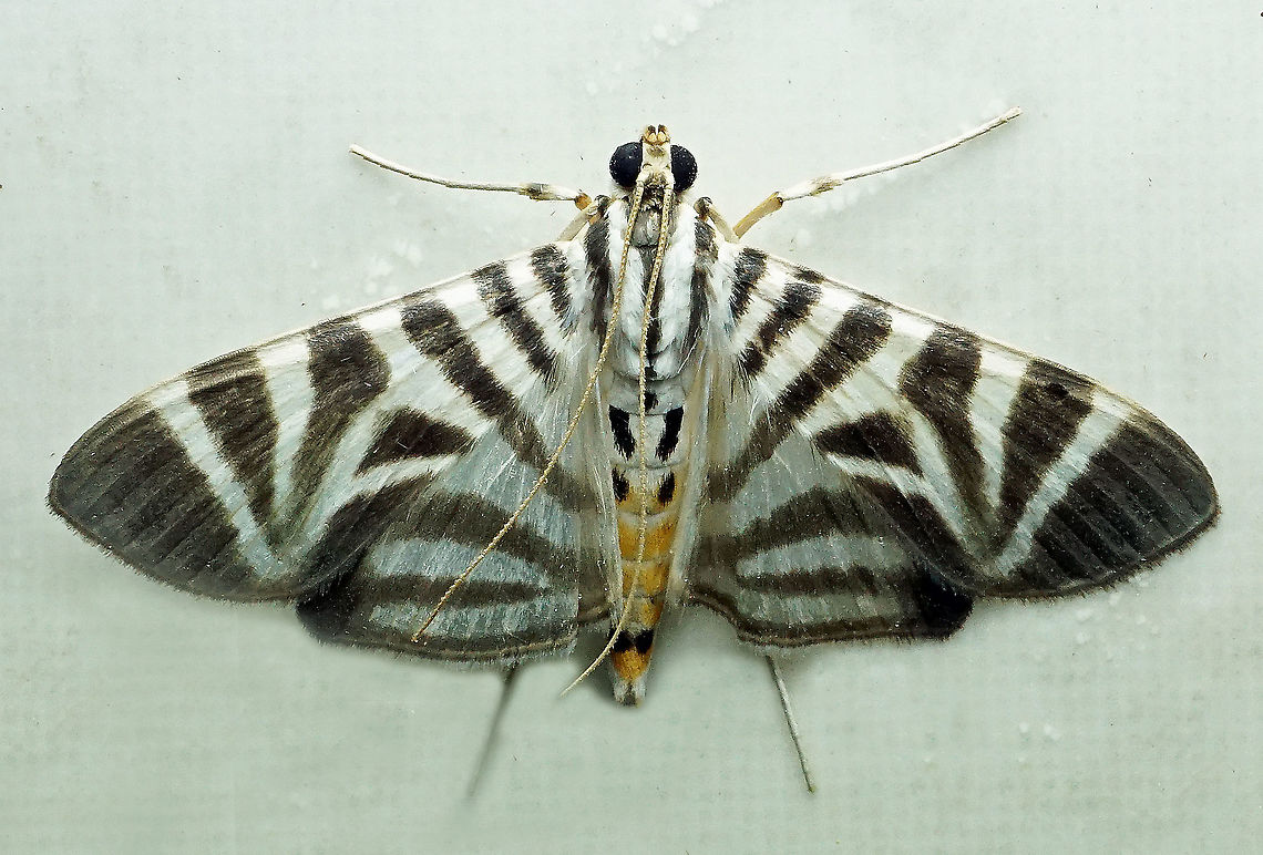 Spilomela perspicata Dapa, Valle Del Cauca 2100m Spilomela perspicata