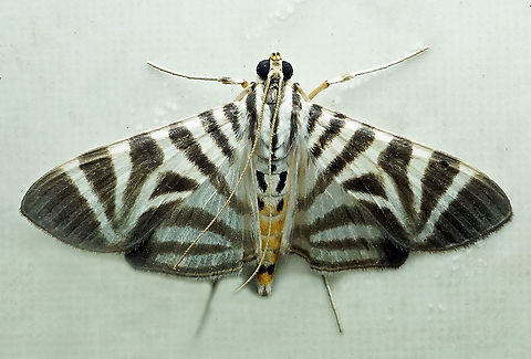 Spilomela perspicata Dapa, Valle Del Cauca 2100m Spilomela perspicata