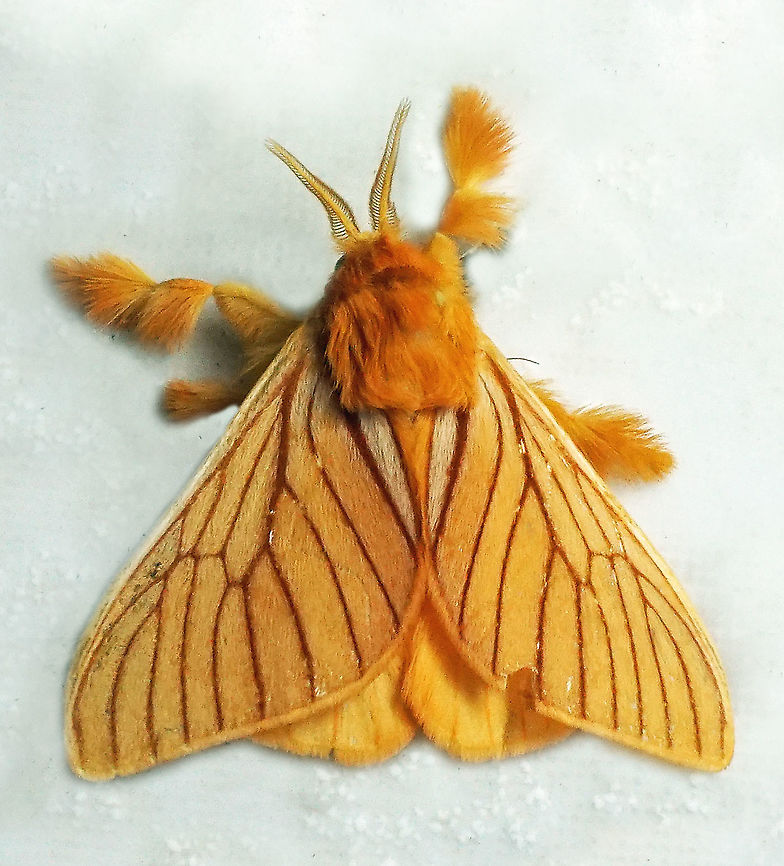 Thoscora acca Dapa, Valle Del Cauca 2100m Thoscora acca
