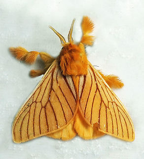 Thoscora acca Dapa, Valle Del Cauca 2100m Thoscora acca