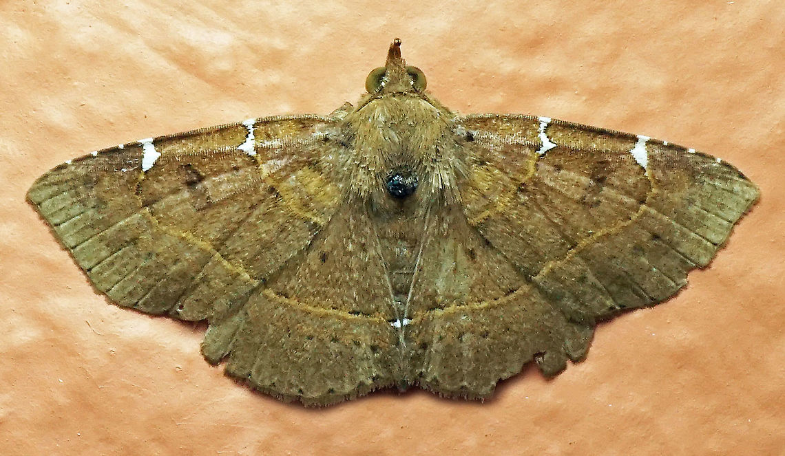 Antiblemma sp. Dapa, Valle Del Cauca 2100m