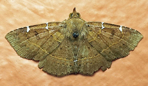 Antiblemma sp. Dapa, Valle Del Cauca 2100m