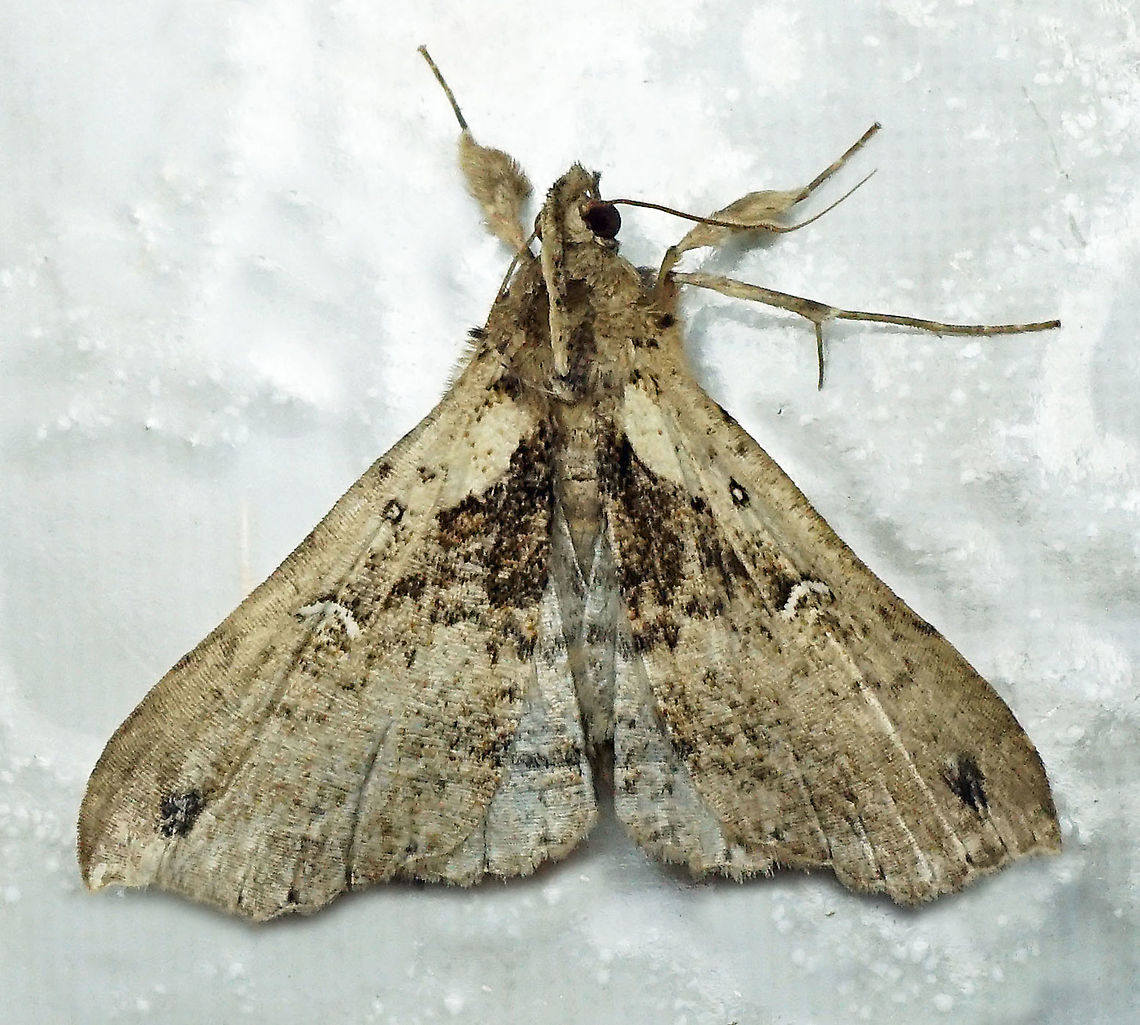 #188 Dapa, Valle Del Cauca 2100m