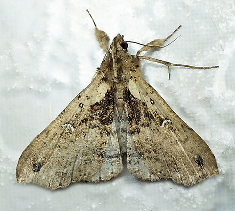 #188 Dapa, Valle Del Cauca 2100m