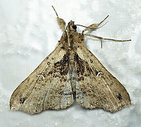 #188 Dapa, Valle Del Cauca 2100m