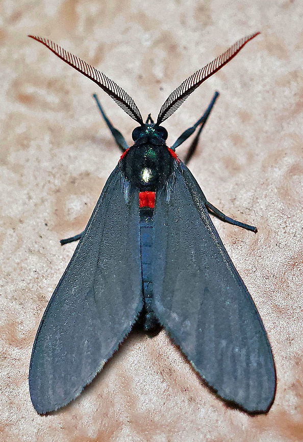 Saurita diffusa Dapa, Valle Del Cauca 2100m Saurita diffusa