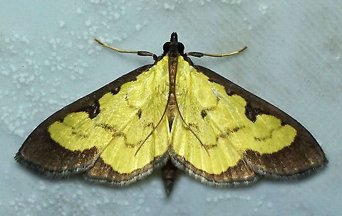 Ategumia sp. Dapa, Valle Del Cauca 2100m