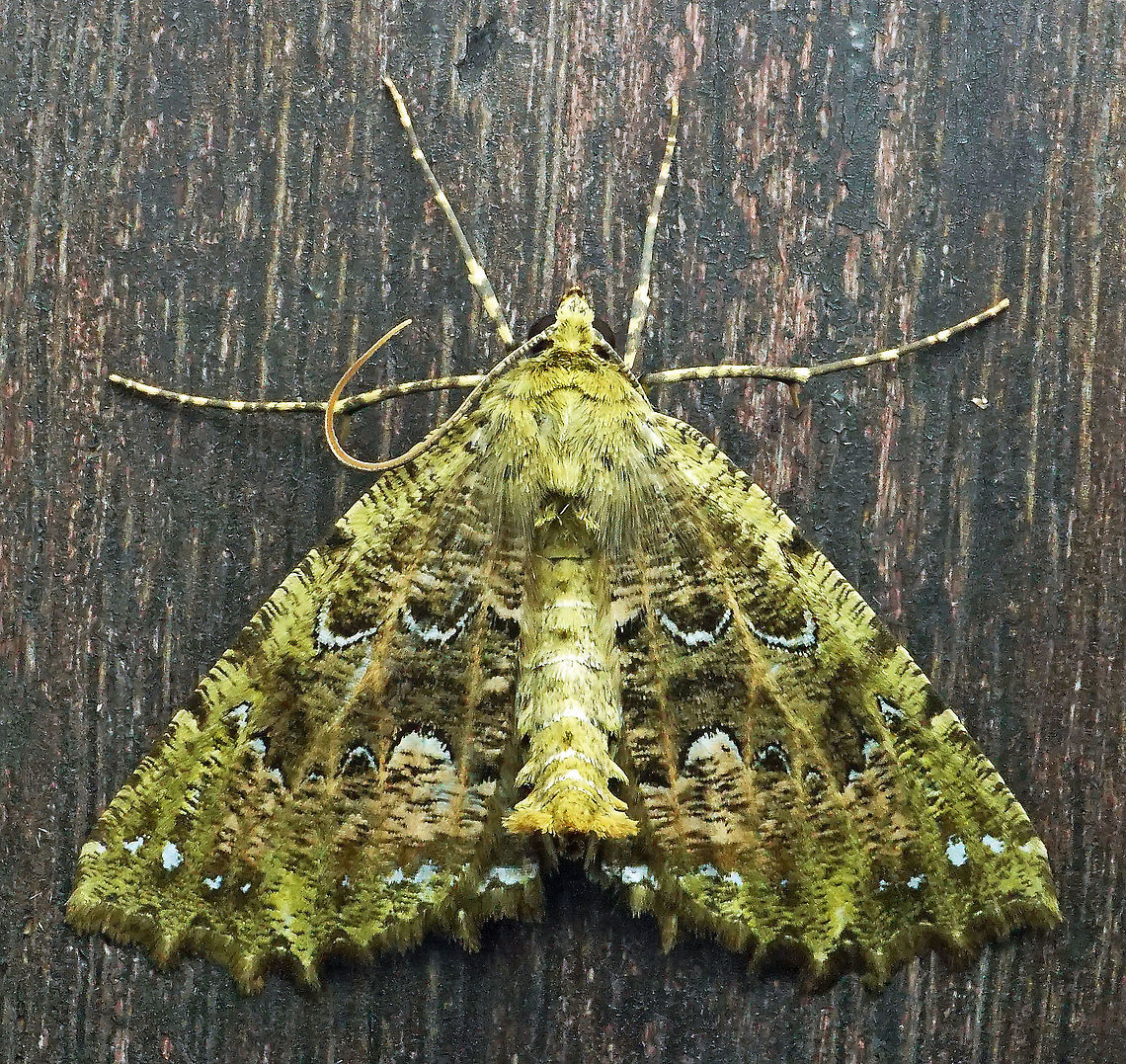 Nazca indentata Dapa, Valle Del Cauca 2100m Nazca indentata