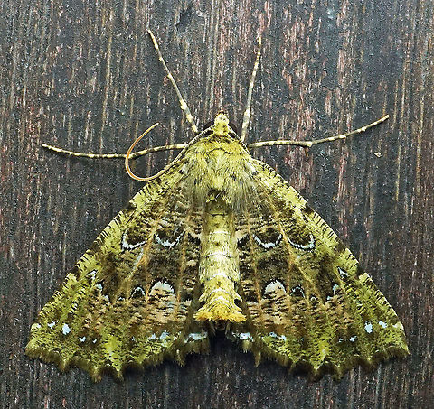 Nazca indentata Dapa, Valle Del Cauca 2100m Nazca indentata