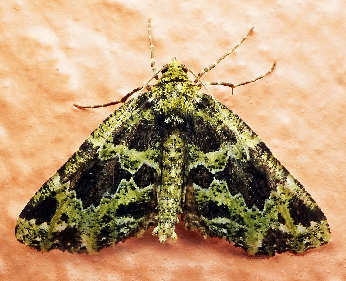 #194 Dapa, Valle Del Cauca 2100m