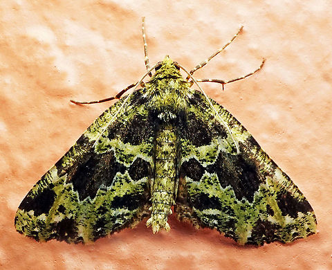 #194 Dapa, Valle Del Cauca 2100m