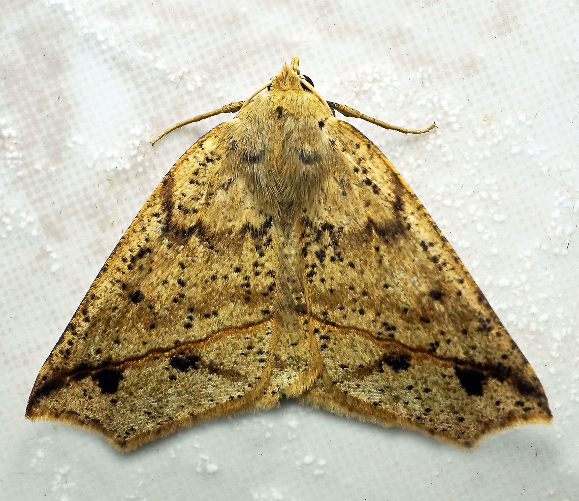 #193 Dapa, Valle Del Cauca 2100m