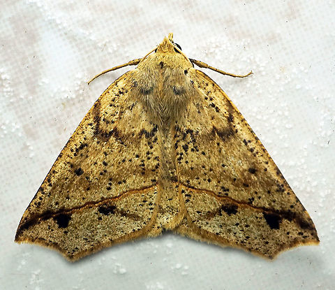 #193 Dapa, Valle Del Cauca 2100m