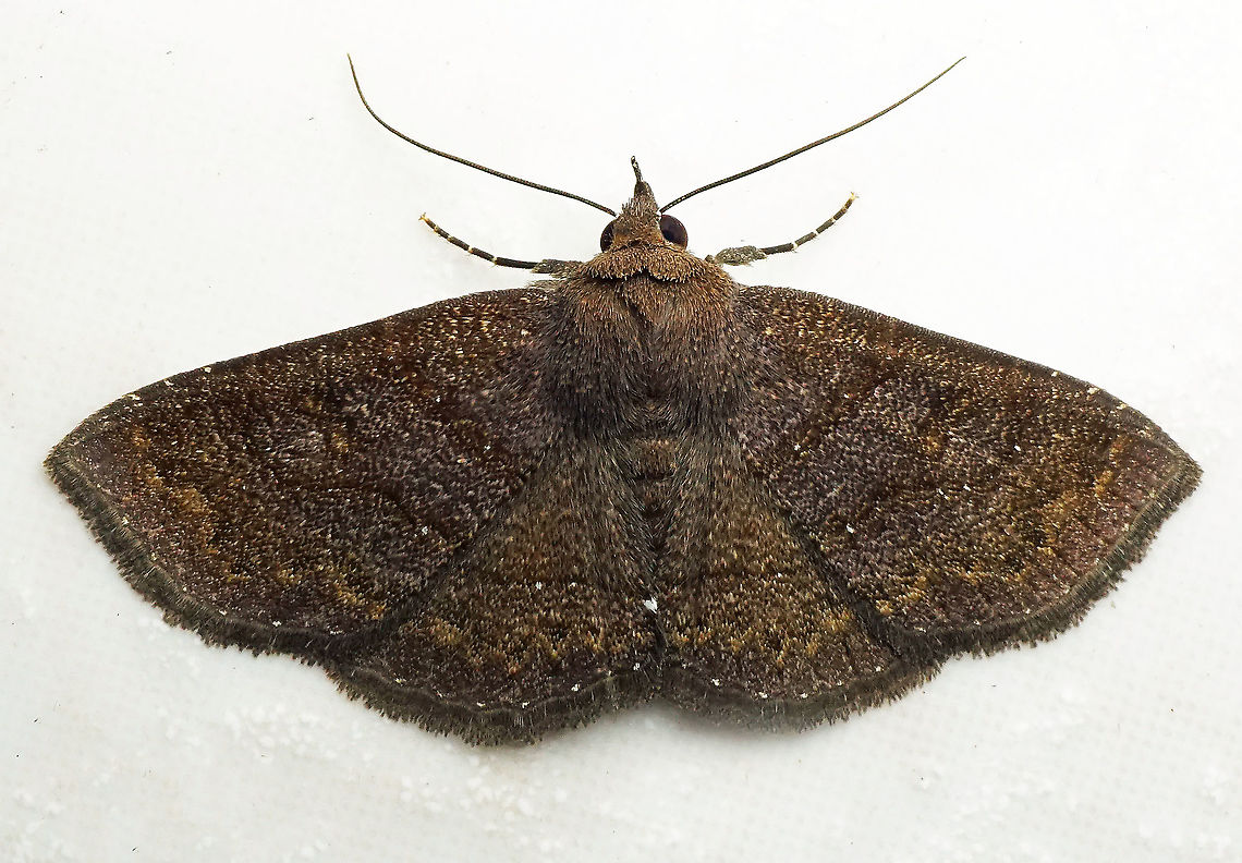 #195 Dapa, Valle Del Cauca 2100m