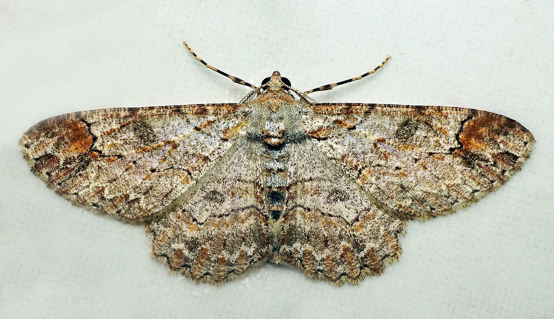 Iridopsis sp. Dapa, Valle Del Cauca 2100m