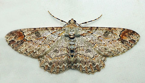 Iridopsis sp. Dapa, Valle Del Cauca 2100m