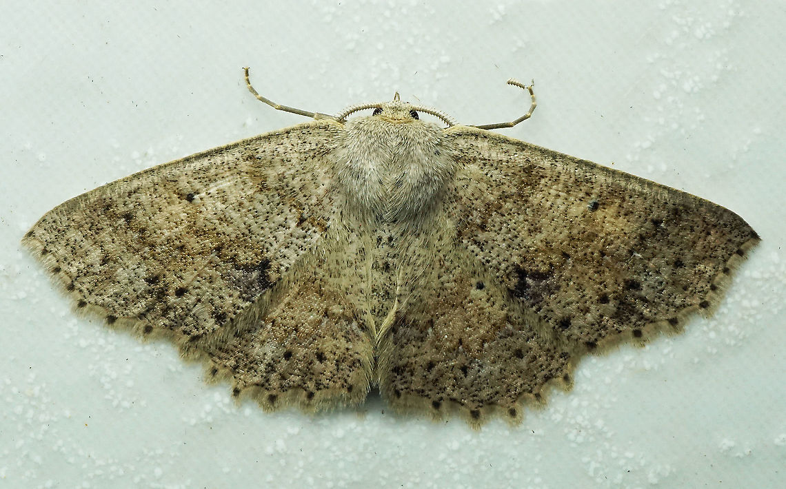 #198 Dapa, Valle Del Cauca 2100m