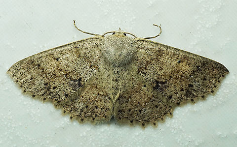 #198 Dapa, Valle Del Cauca 2100m