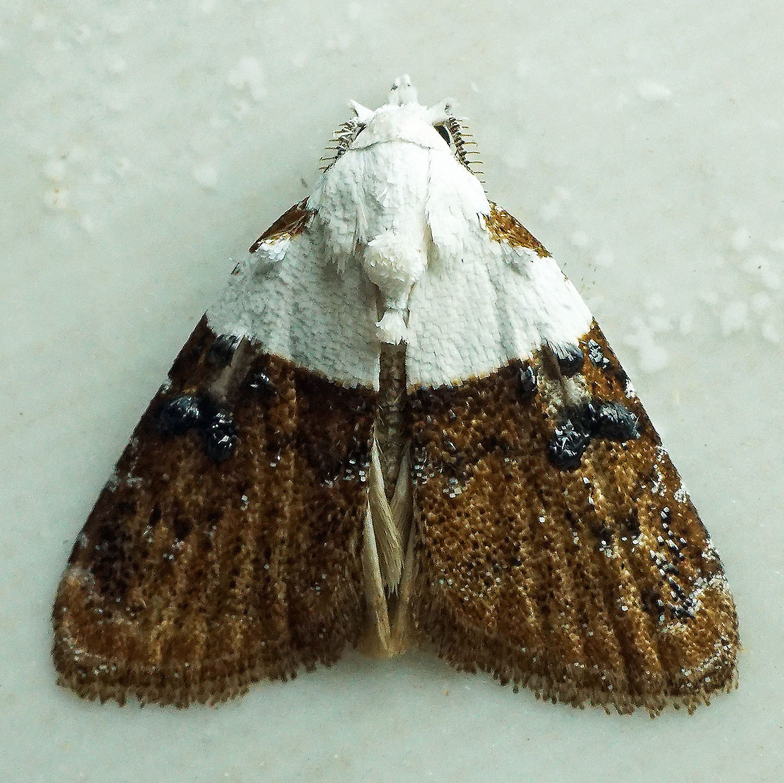 Nola turbana Dapa, Valle Del Cauca 2100m Nola turbana