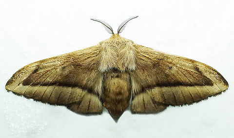 Procinnus producta Dapa, Valle Del Cauca 2100m Procinnus producta